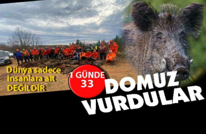 33 domuz 1günde öldürüldü