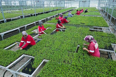 "Ankaralı yerli üretici zengin olacak"