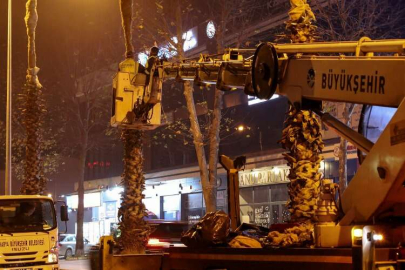 Sakarya’nın süsü palmiyeler kışa hazır