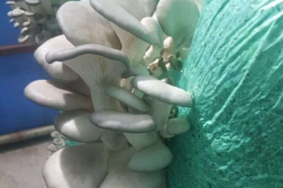 Bursa'da mantar yetiştiriciliği kursiyerleri Mudanya'daki üretim alanlarını inceledi