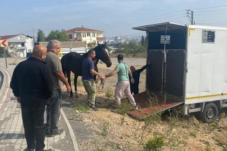 Çayırova'daki başıboş at Tekirdağ’a gönderildi